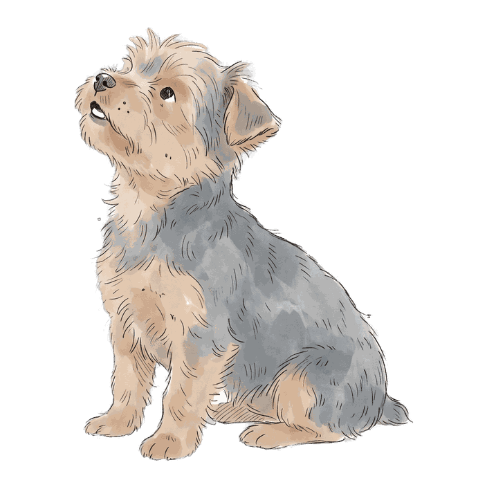 Momo, PupCal's Yorkie, sitting and looking up